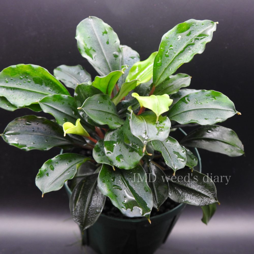 ブセファランドラ sp.Dark Paris 18株 ブセファランドラの種類・国内で