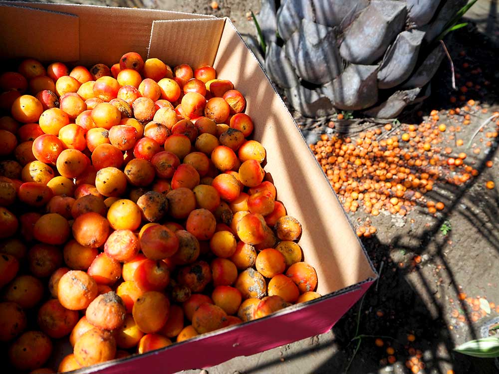 ヤシの種まき、四回目。今回こそは絶対発芽させたいのですがー（2024.9