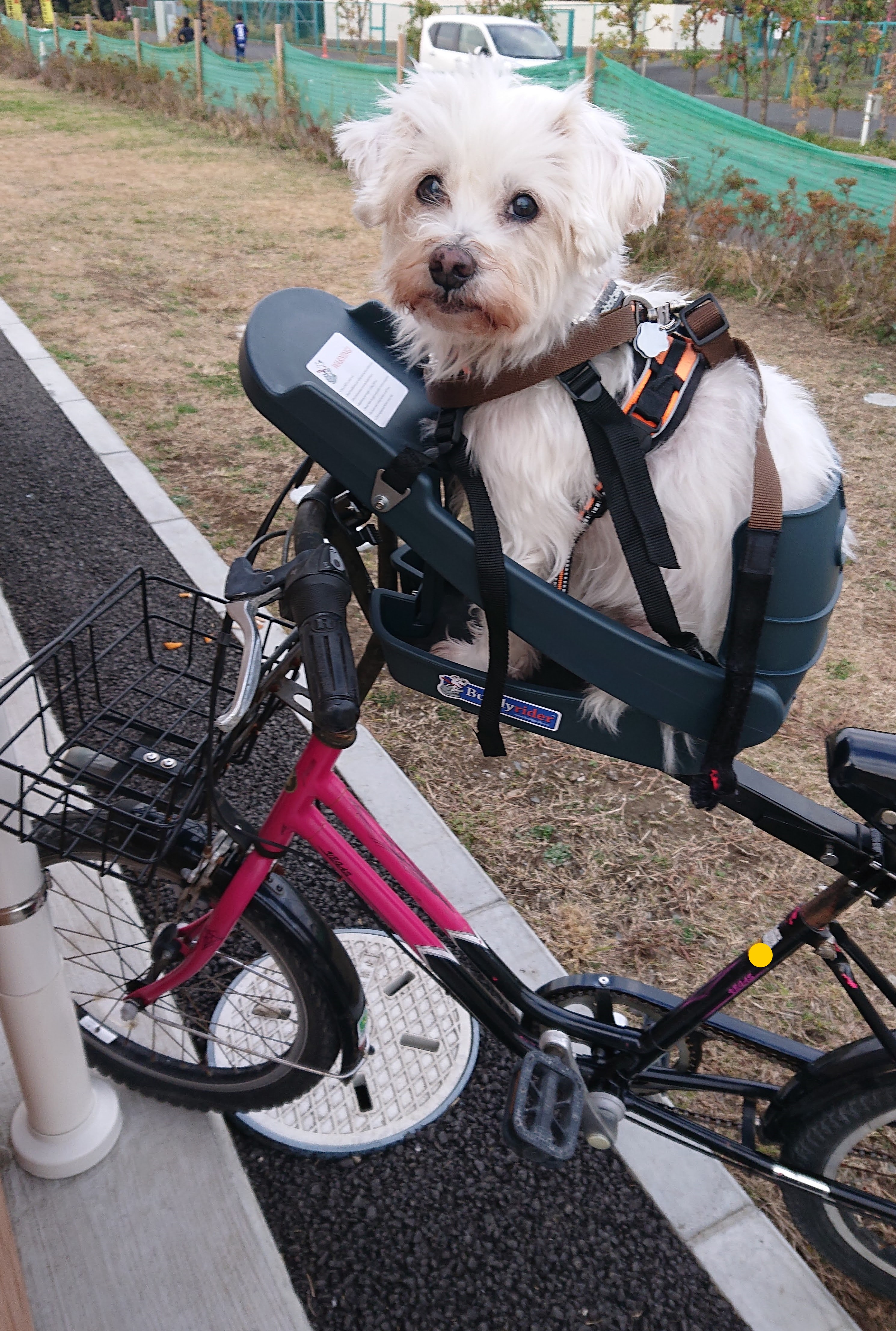 Buddy rider 犬用 自転車 キャリー
