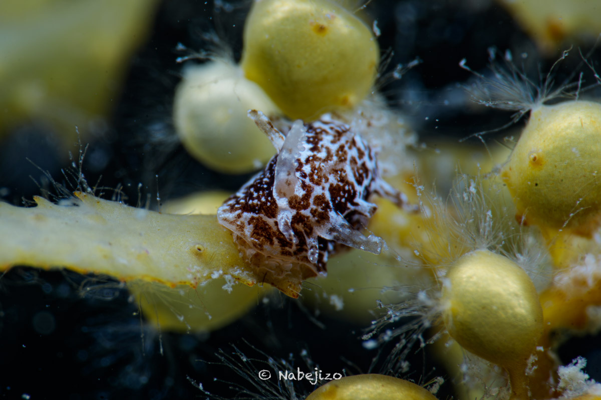 ディスクリプション 2026年1月31日のダイビングで遭遇した、タイ湾初