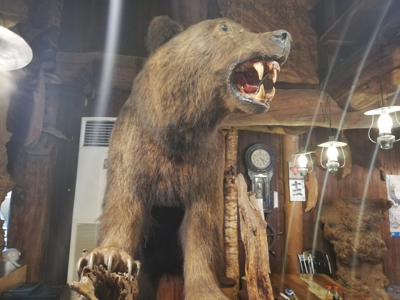 貴重 大迫力 ヒグマ 剥製 壁掛け ハンティングトロフィー 北海ハクセイ