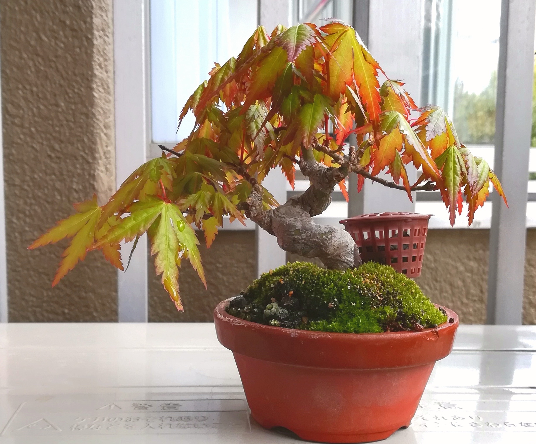 宜興紫砂 無孔蓮華盆 窩口蓮華無孔盆 盆栽鉢 植木鉢 小品