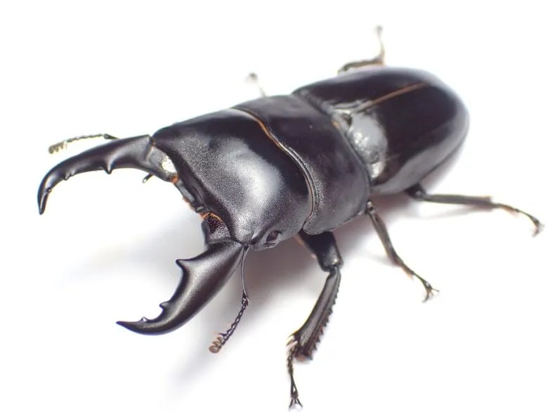 標本 奄美ミヤマ3♂ 【公式通販】