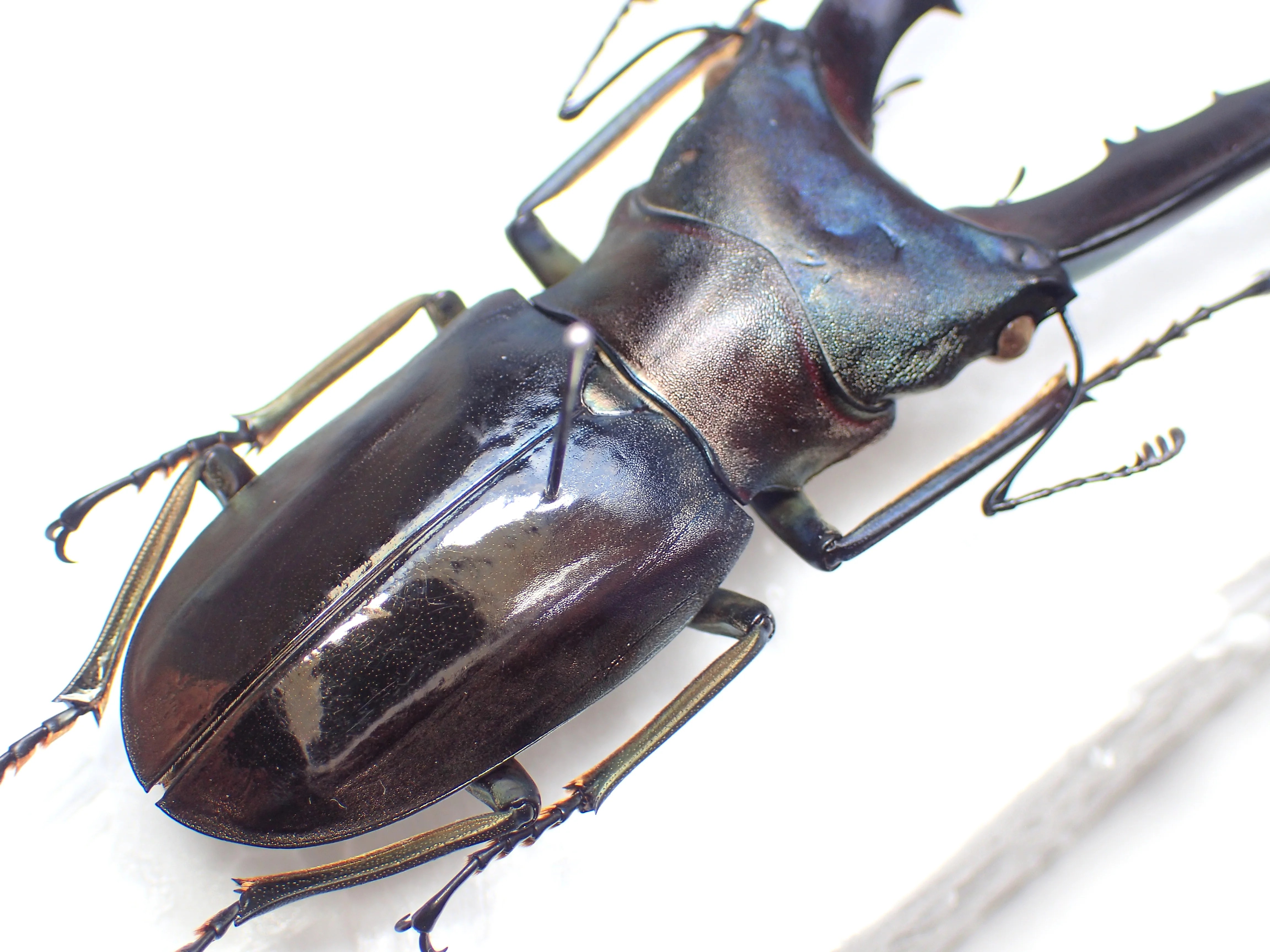 特大メタリフェルホソアカクワガタペレン島