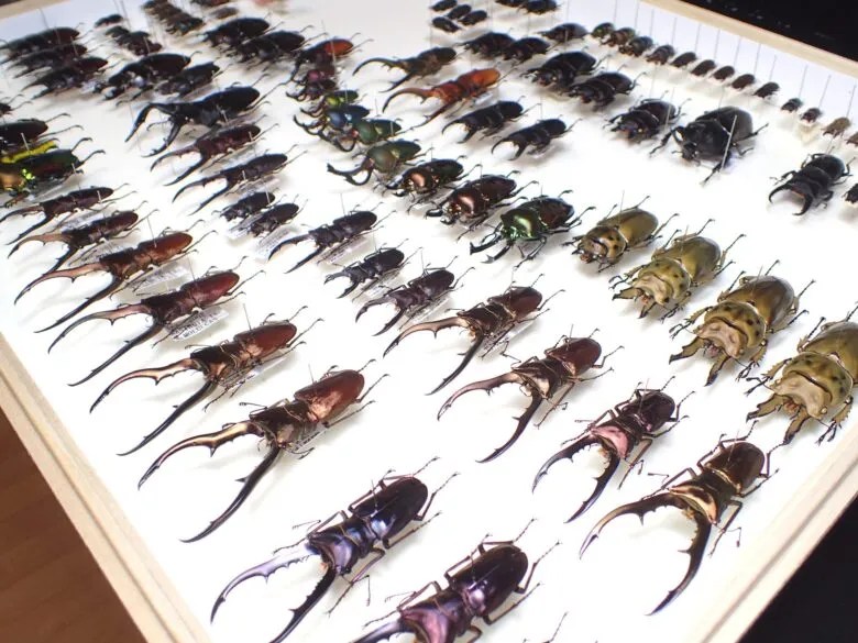 マクレイコクワガタ標本セット