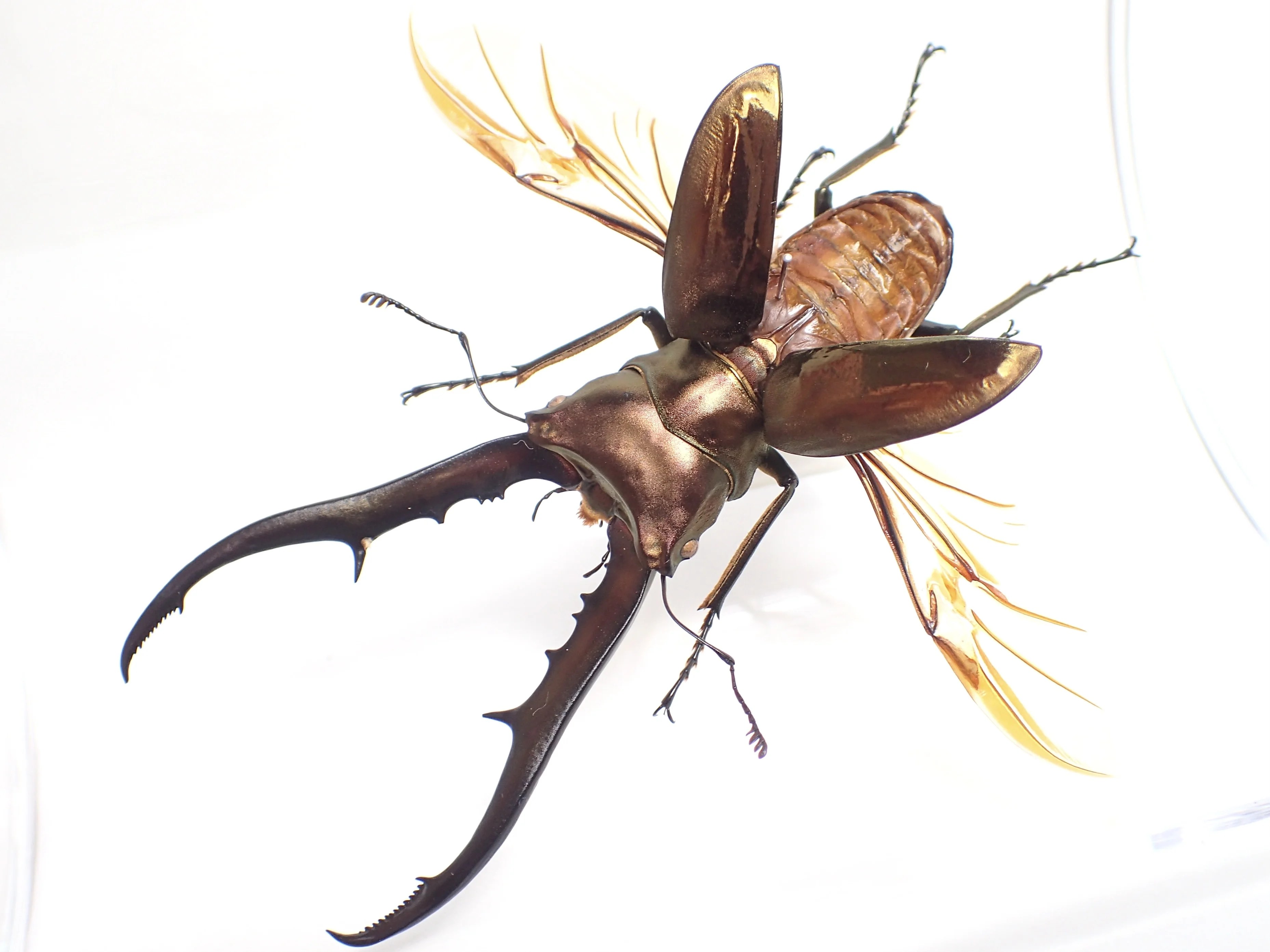 海外標本｜インドネシア産 クワガタムシ 標本（原個体・野外採集