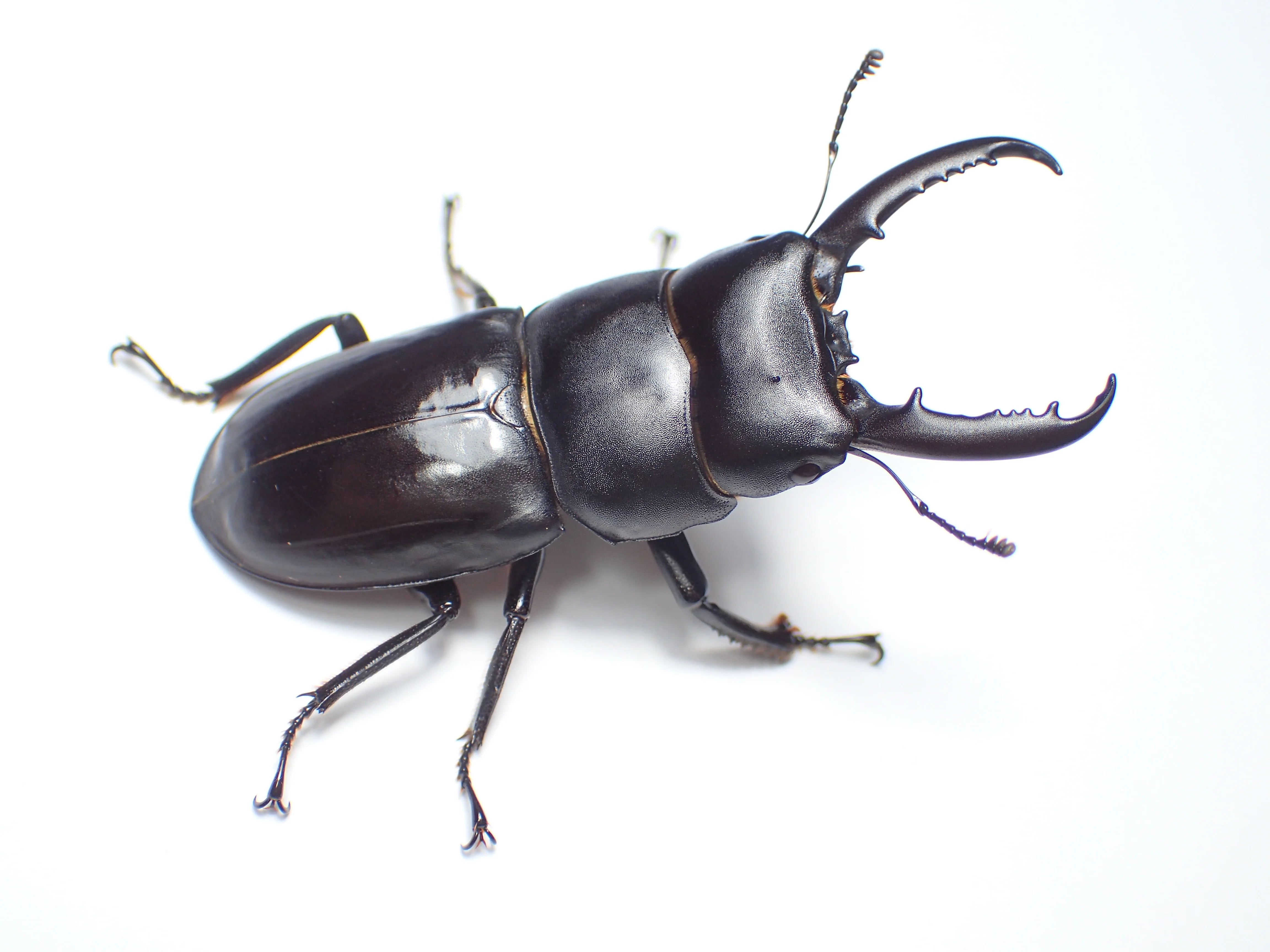 外国産クワガタ標本】チョウセンヒラタクワガタ♂/韓国.智異山産/77.8mm