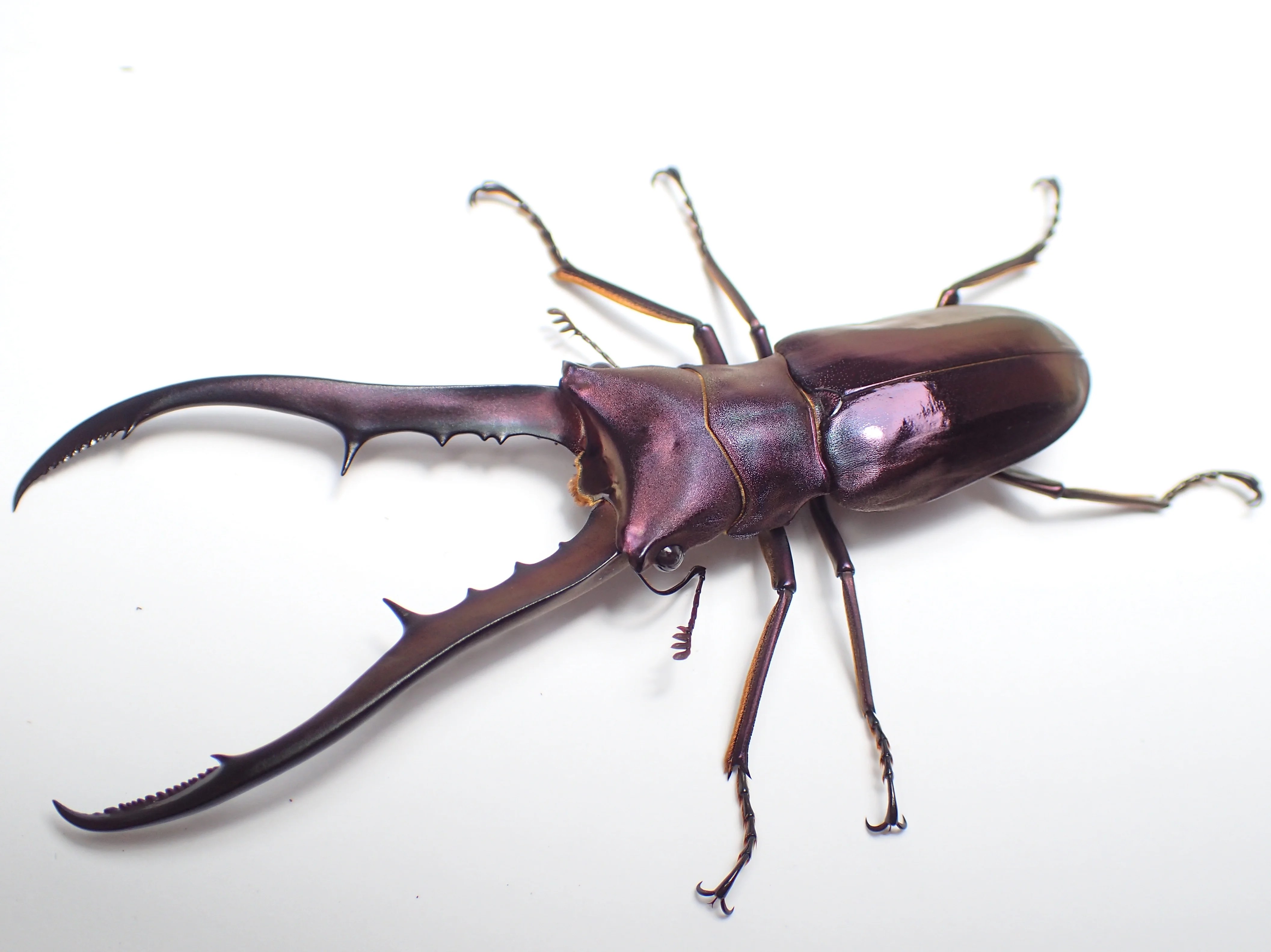 ブルー系メタリフェルホソアカクワガタ標本2♂セット