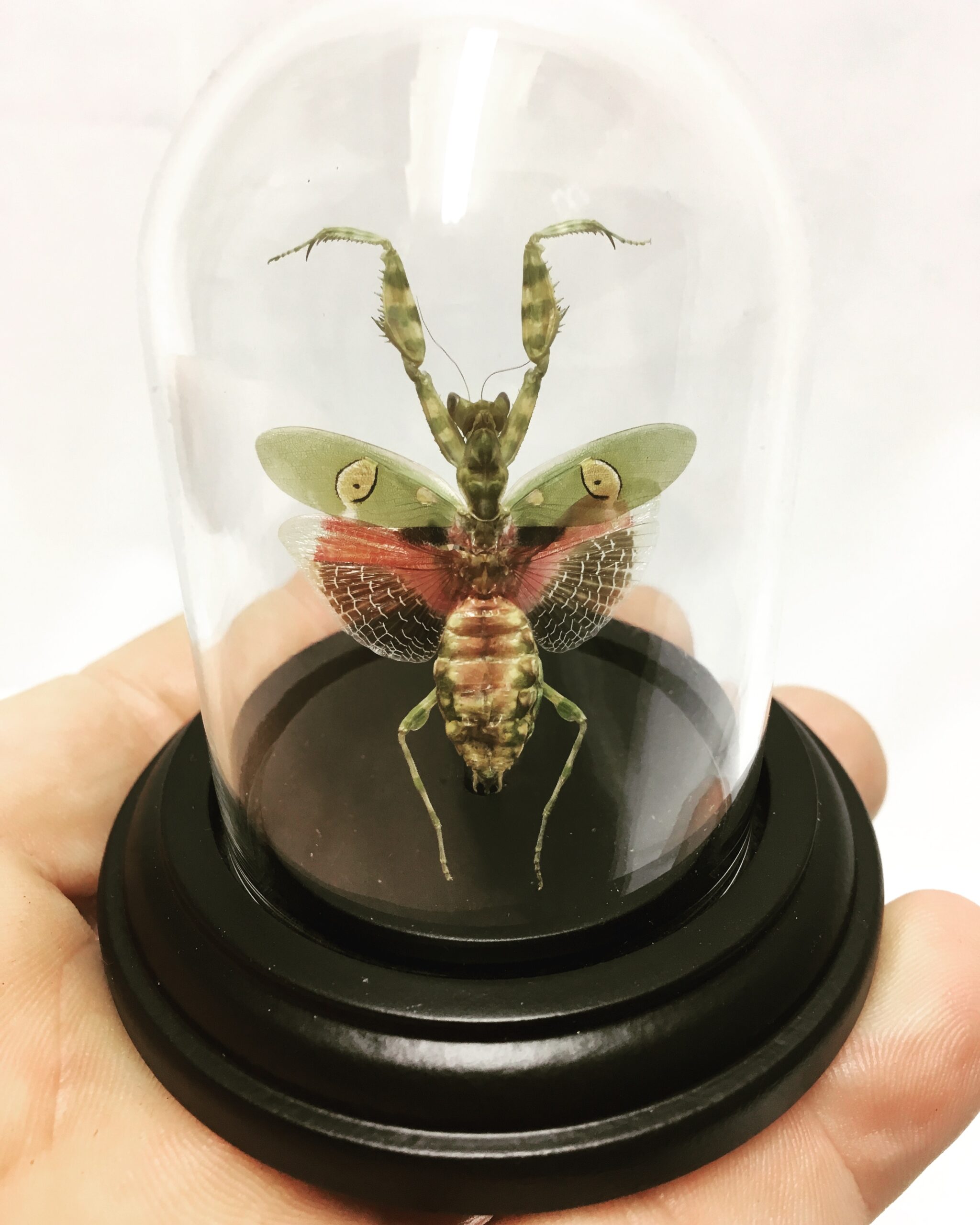 Chlorion lobatum Wasp Specimen