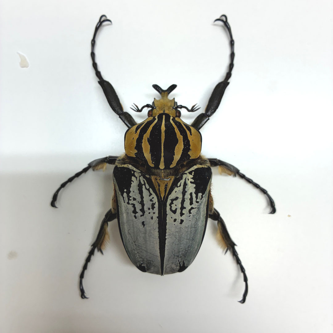 Goliathus cacicus Goliath Beetle