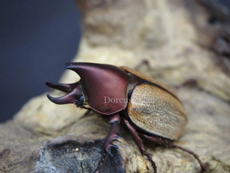 ブラジル産 ウルスカラカナヒナカブト 30mm 【公式通販】