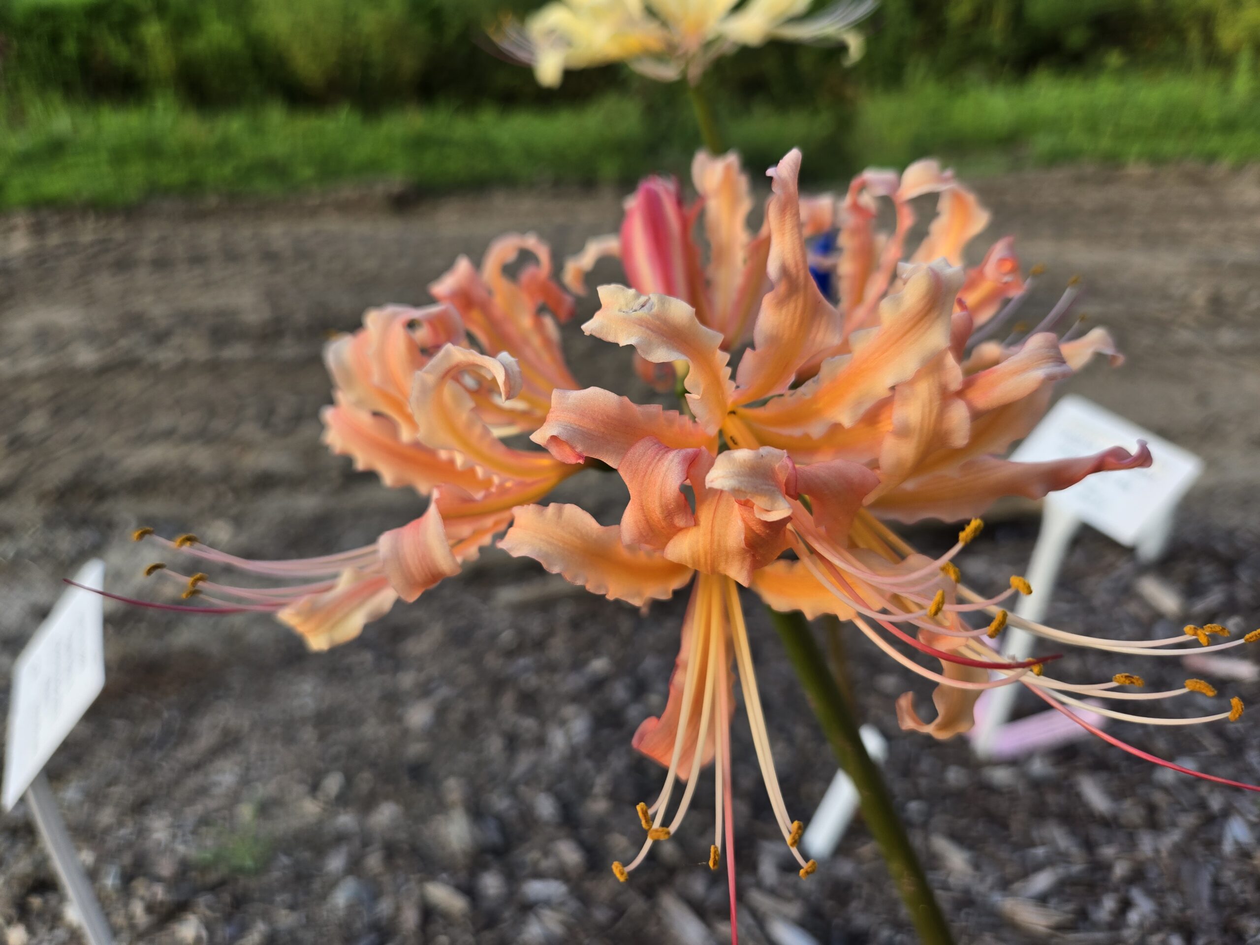 Lycoris-x-rosaurea-Monarch-