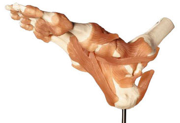 等身大 骨模型 3B 人体模型 ドイツ製 骸骨 骨格標本 オブジェ Amazon