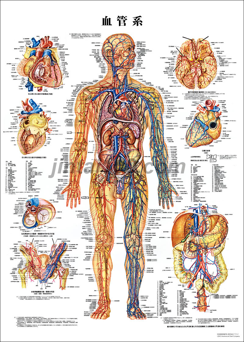人体模型 循環系血管モデル 1/2サイズ 2パーツ 人体模型 循環系血管
