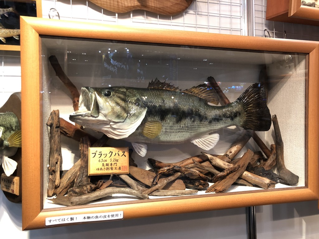 ブラックバス 剥製