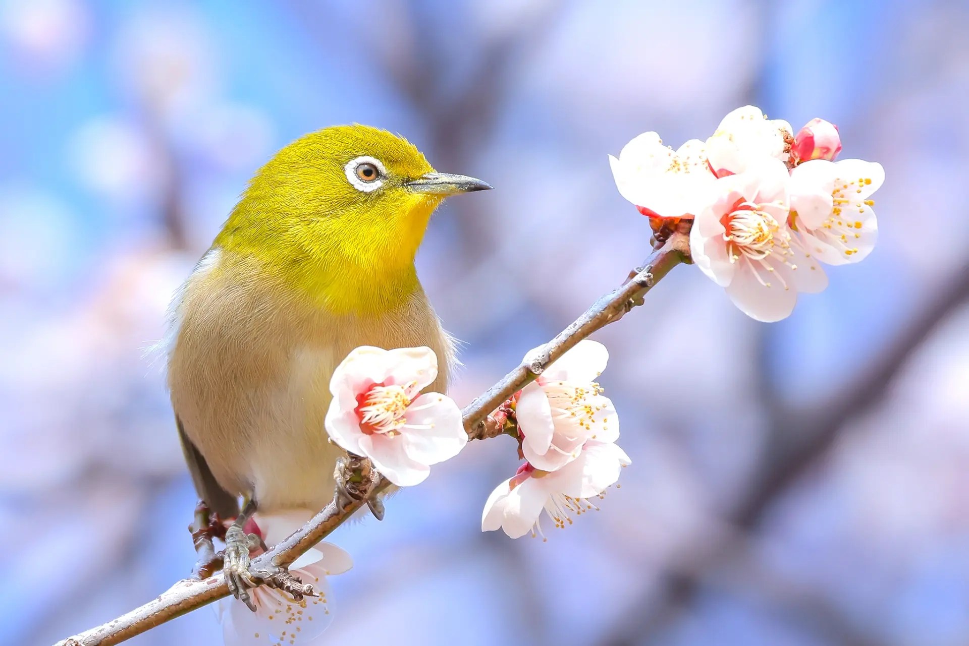 ume-uguisu01.jpg?fit=1920,1281