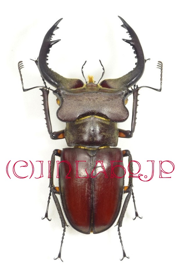 Uganda Mesotopus imperator 80mm Mesotopus Uganda imperator of