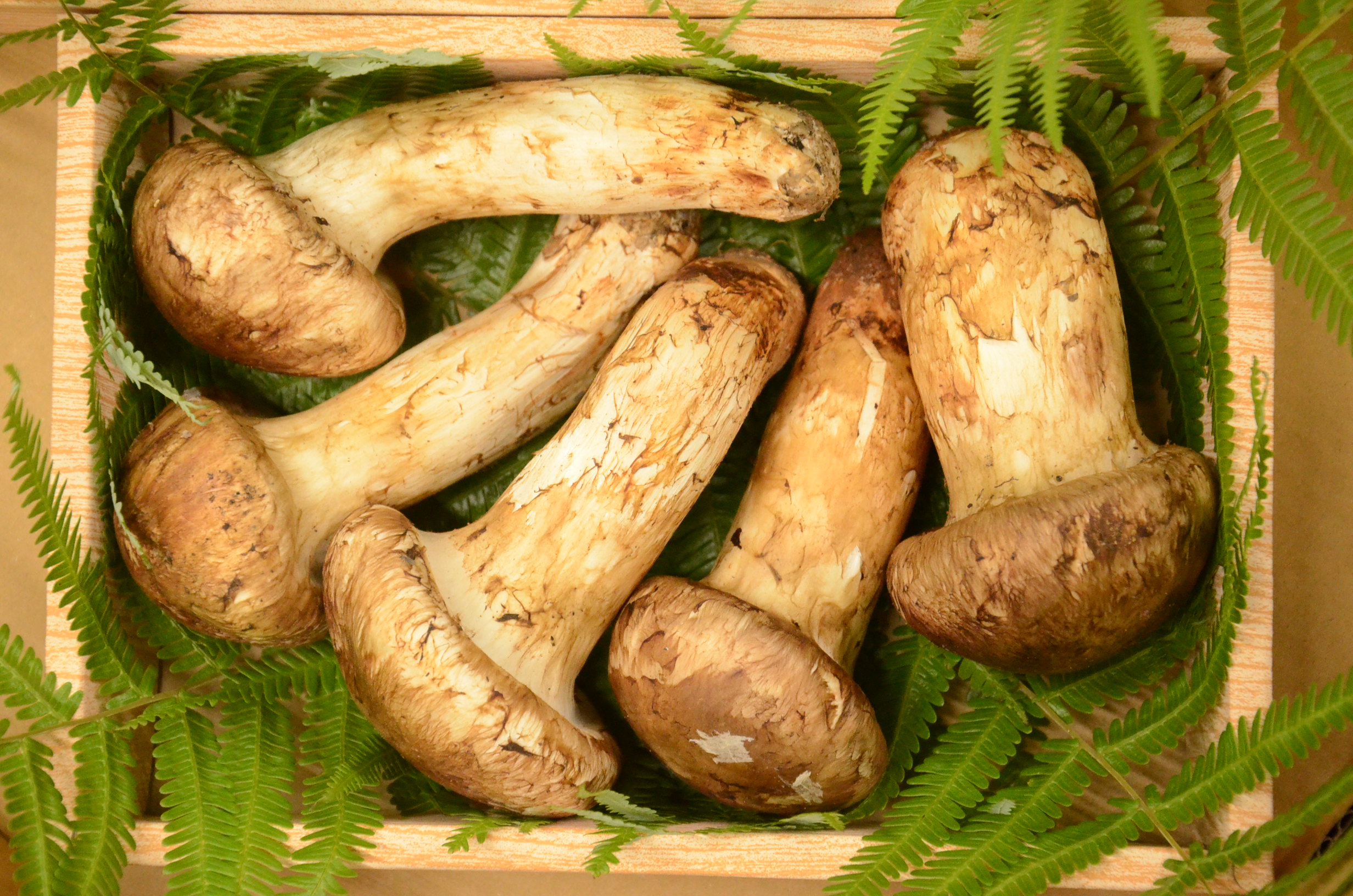 岡山県産 国産松茸 300g | 業務仕入・見積なら食品卸売の生鮮卸売市場