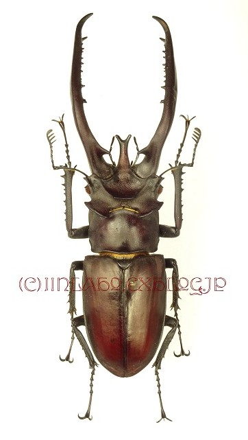 ヘルマンミヤマ sp. hermani *Top | Jinlabo