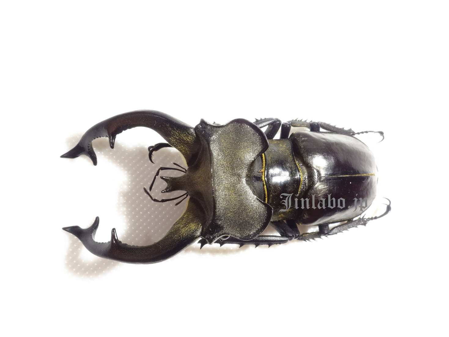 パルナシウス・ノミオン・コイワヤイ （1オス、中国青海省） 【公式通販】