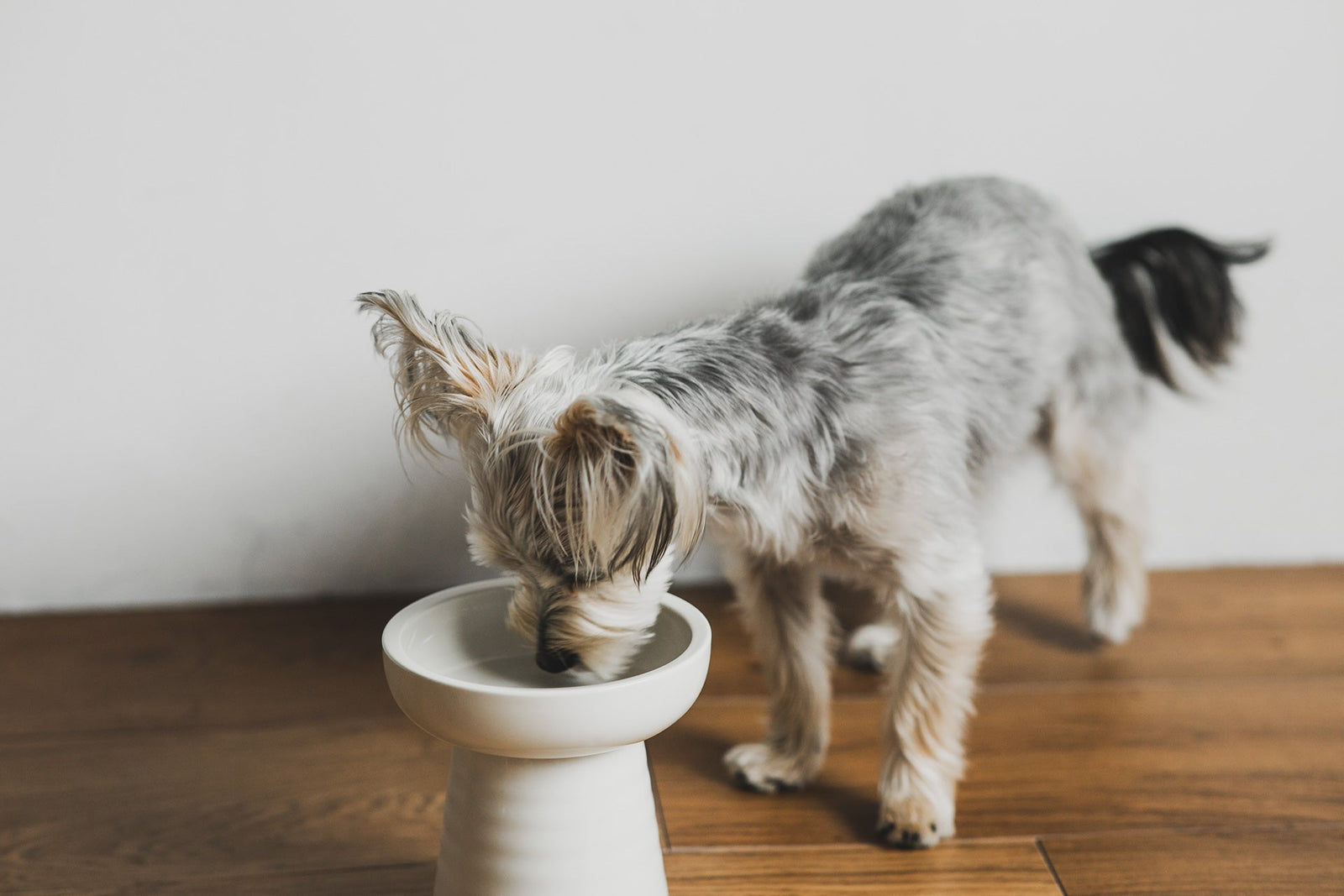 未使用☆美品BURBERRY フードボウル アイボリー チェック柄皿※おまけ