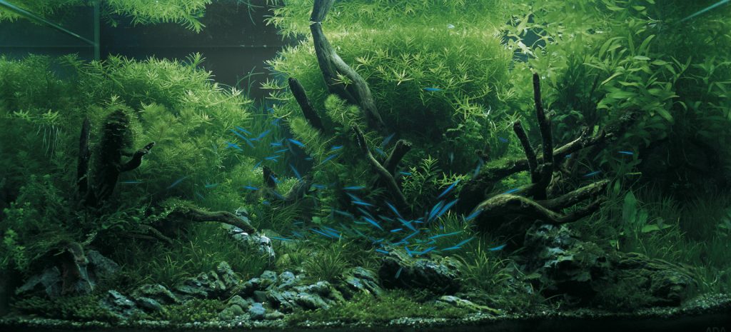 IAPLC 2025 | 世界最大の水草レイアウトのコンテスト