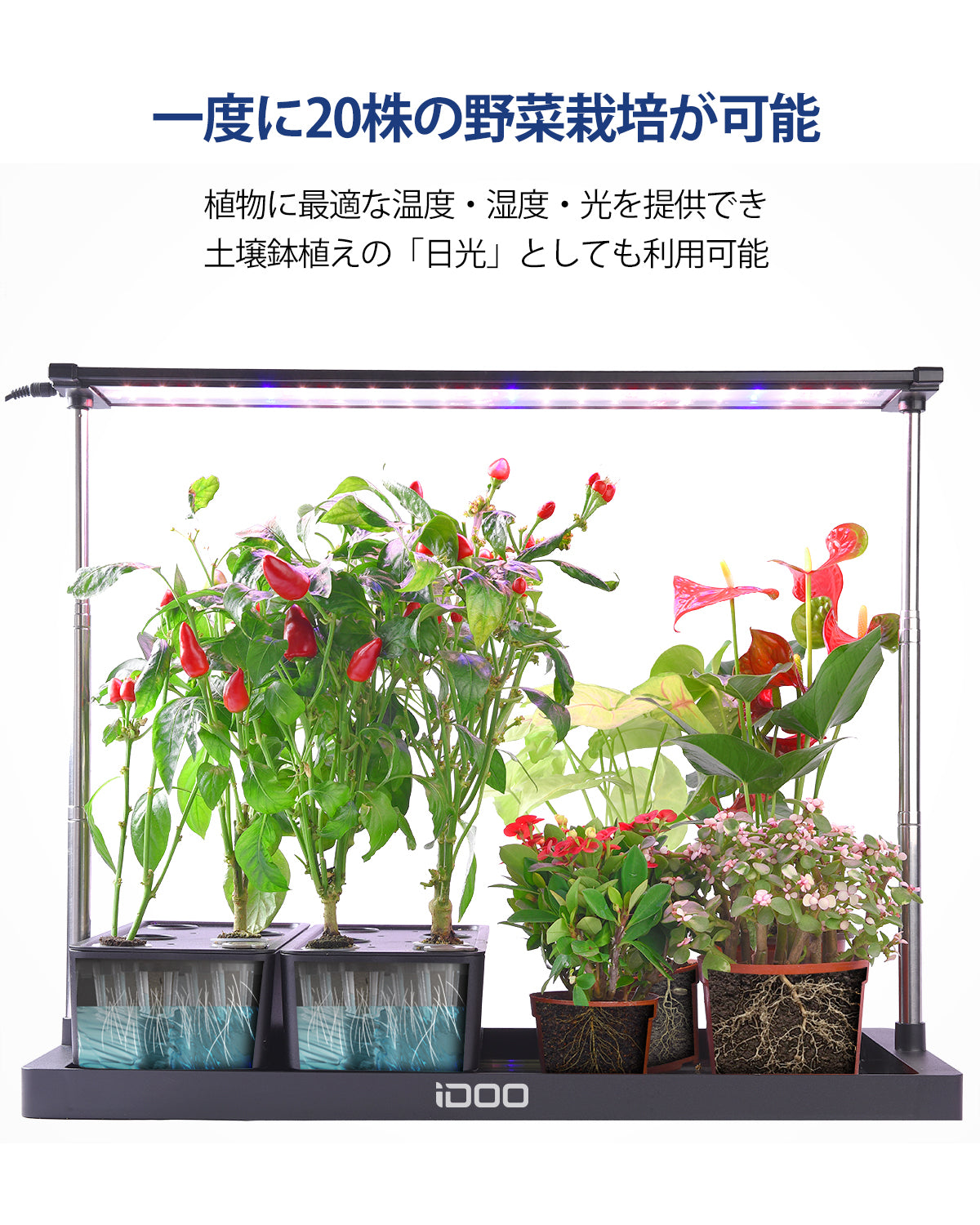 iDOO イドー水耕栽培キットID-IG301ホワイト 12株 e-TREND｜iDOO ID