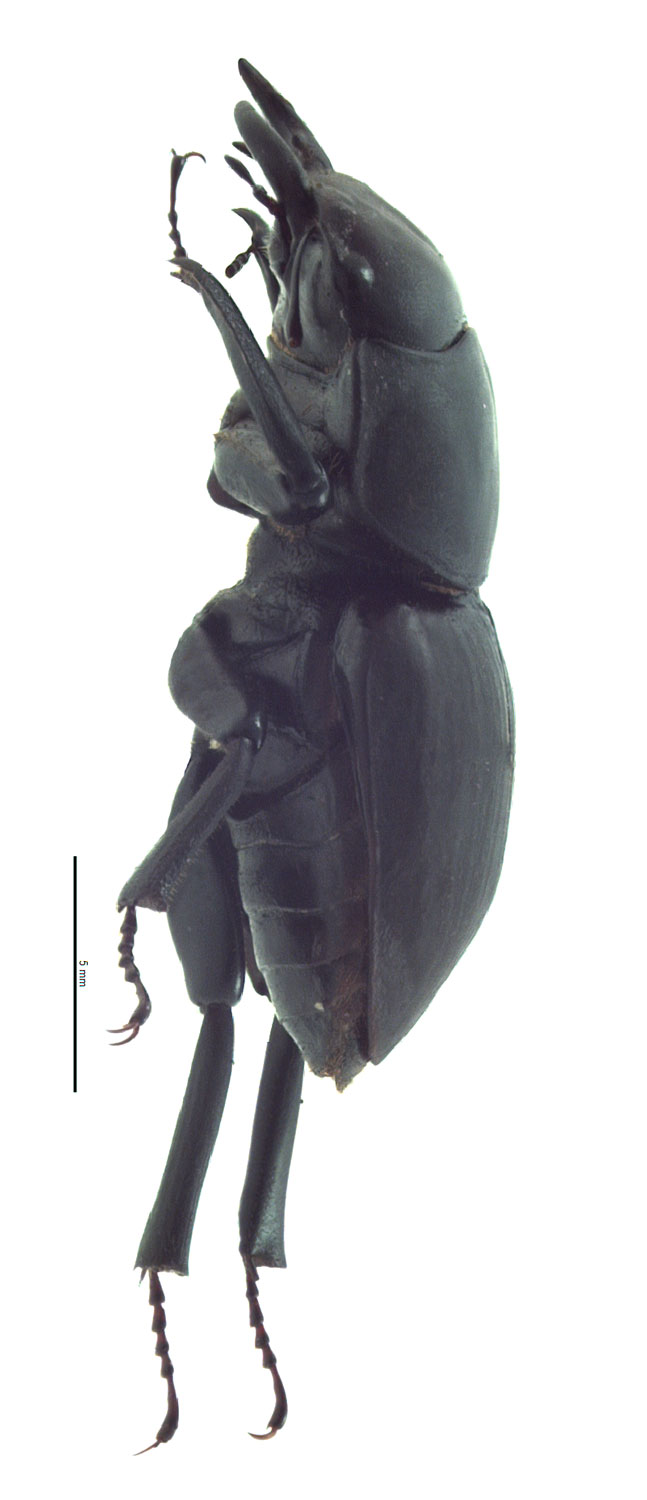 Apterocyclus honoluluensis ハワイハネナシクワガタ Apterocyclus