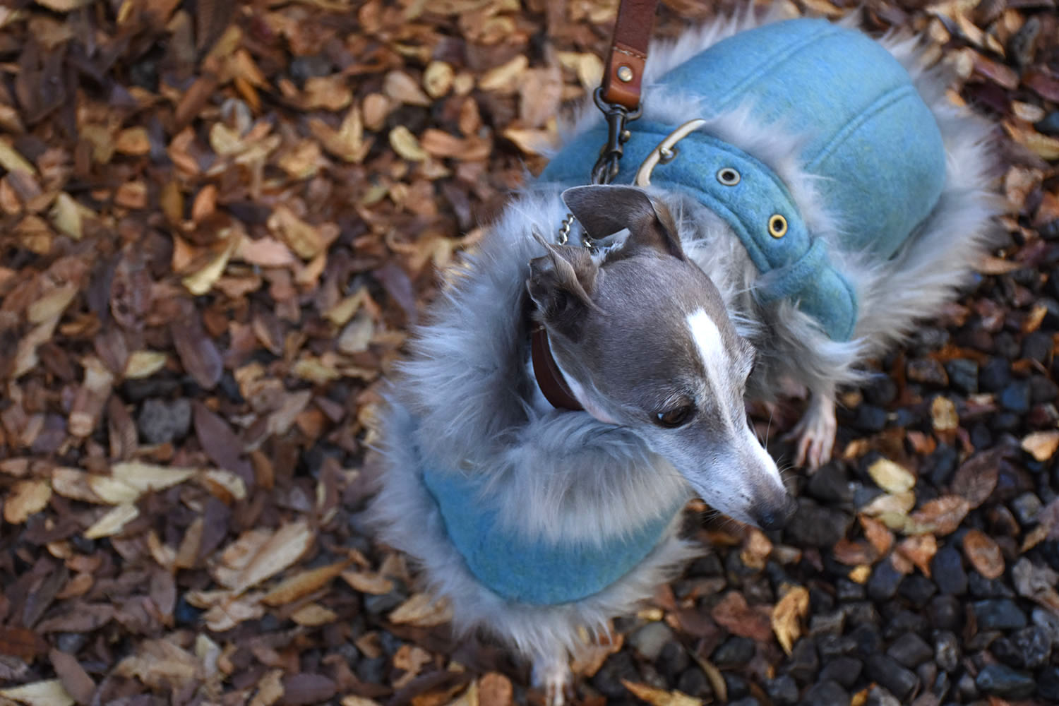 か*ち様 イタグレ用コート ig WORKS ハーネスでも着用可 Sサイズ か*ち