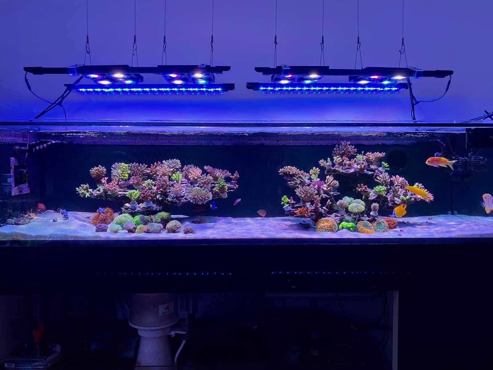 Vitamini - ILLUMAGIC