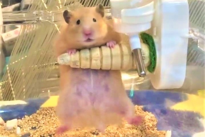 もう無理～」腕をプルプルさせながら懸垂するハムスターさんに爆笑し