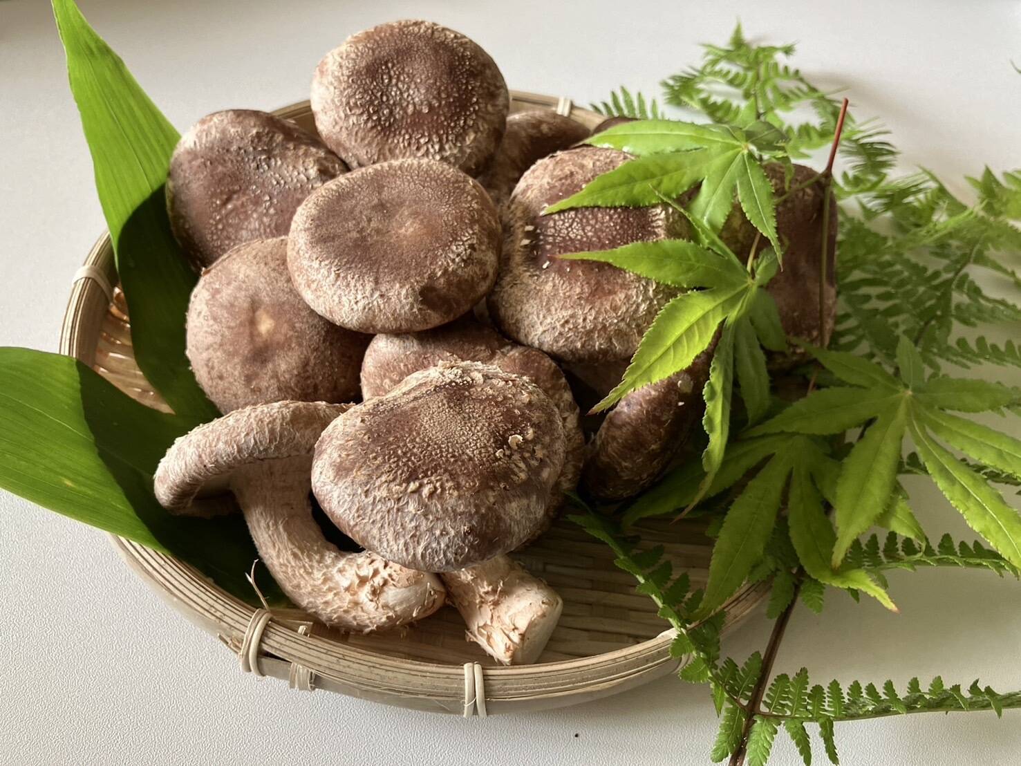 北海道 松茸 500g 訳あり 北海道 松茸 500g 訳あり 公式通販