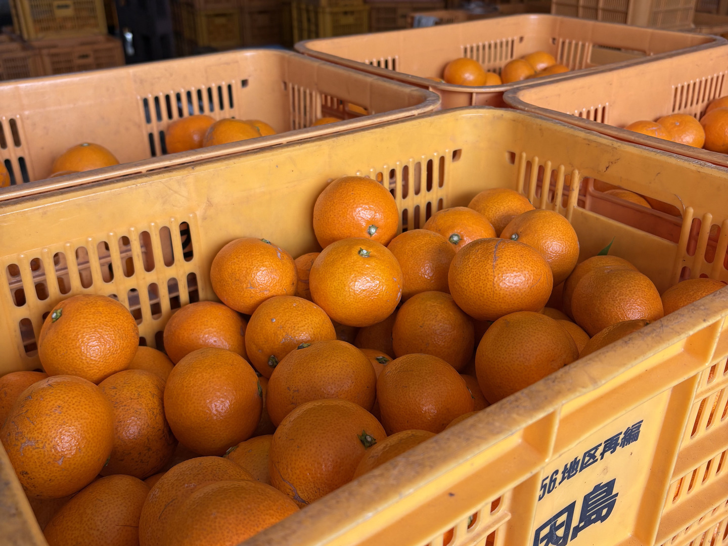 広島県産みかんジュース x12 / 果汁100％ ストレート 無添加 広島県産