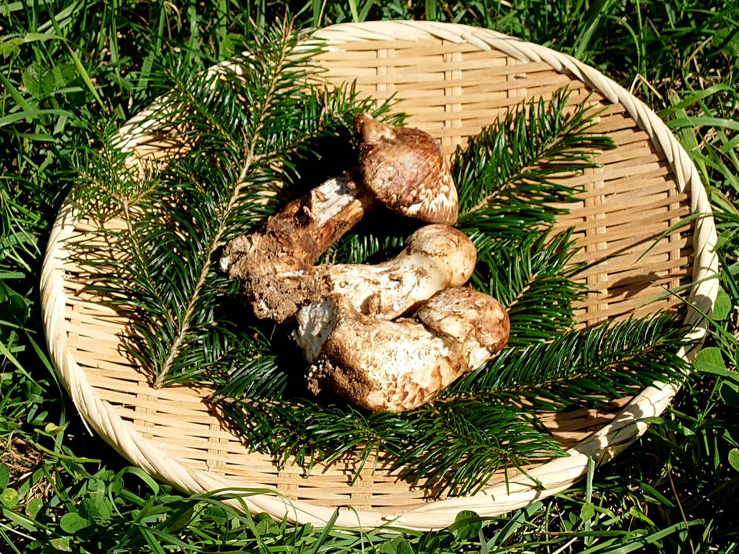 松茸 北海道 300g ① 国産 北海道 松茸 300g ① 北海道 松茸 300g ①