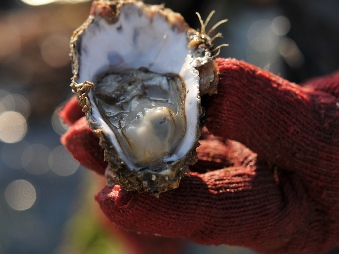 冷凍】濃厚でクリーミー♪殻付牡蠣グラタン6個セット：広島県産の加工