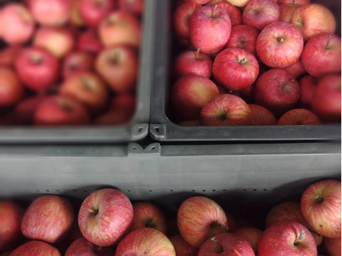 🍎世界のシンガポールセレブ御用達🍎最高糖度20度オーバーわずか1%の