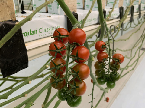 高級手芸 スキルスクリーン 完成品 ミニトマト柄 高級手芸 スキル