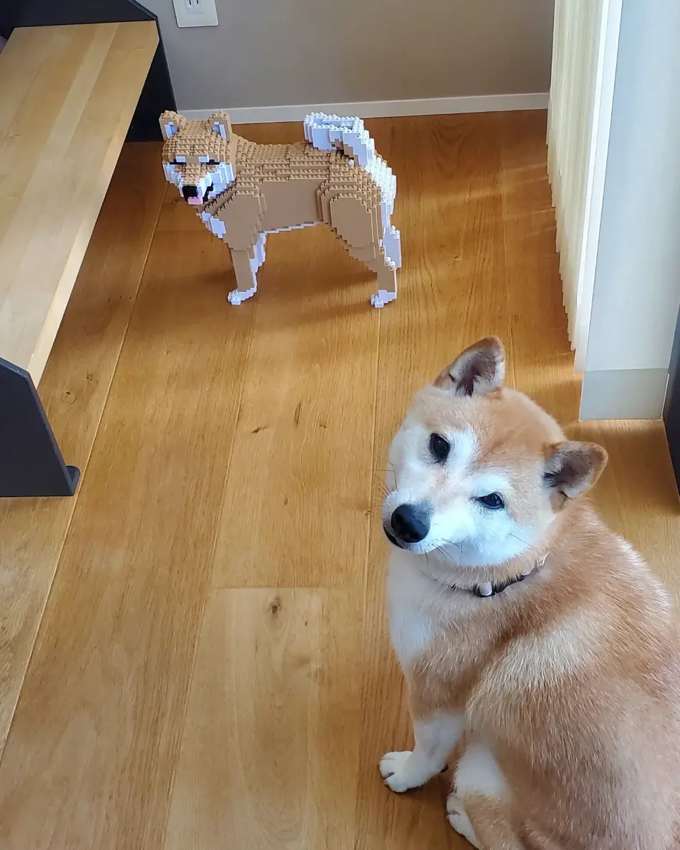 パピヨン 01S-M01 / 01C-M01 – JEKCA-SHOP