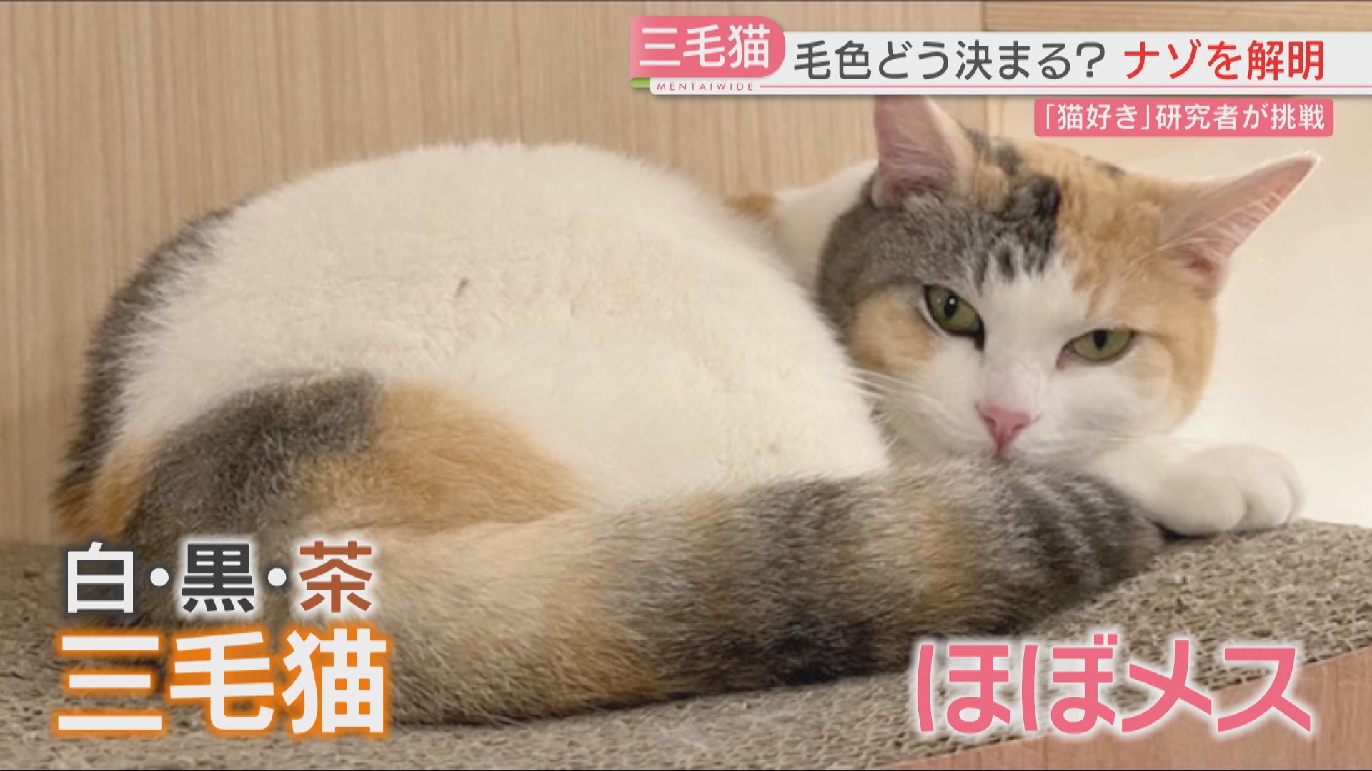 解明】三毛猫の毛はなぜ白・黒・茶？ 長年の謎に九大などの「猫好き