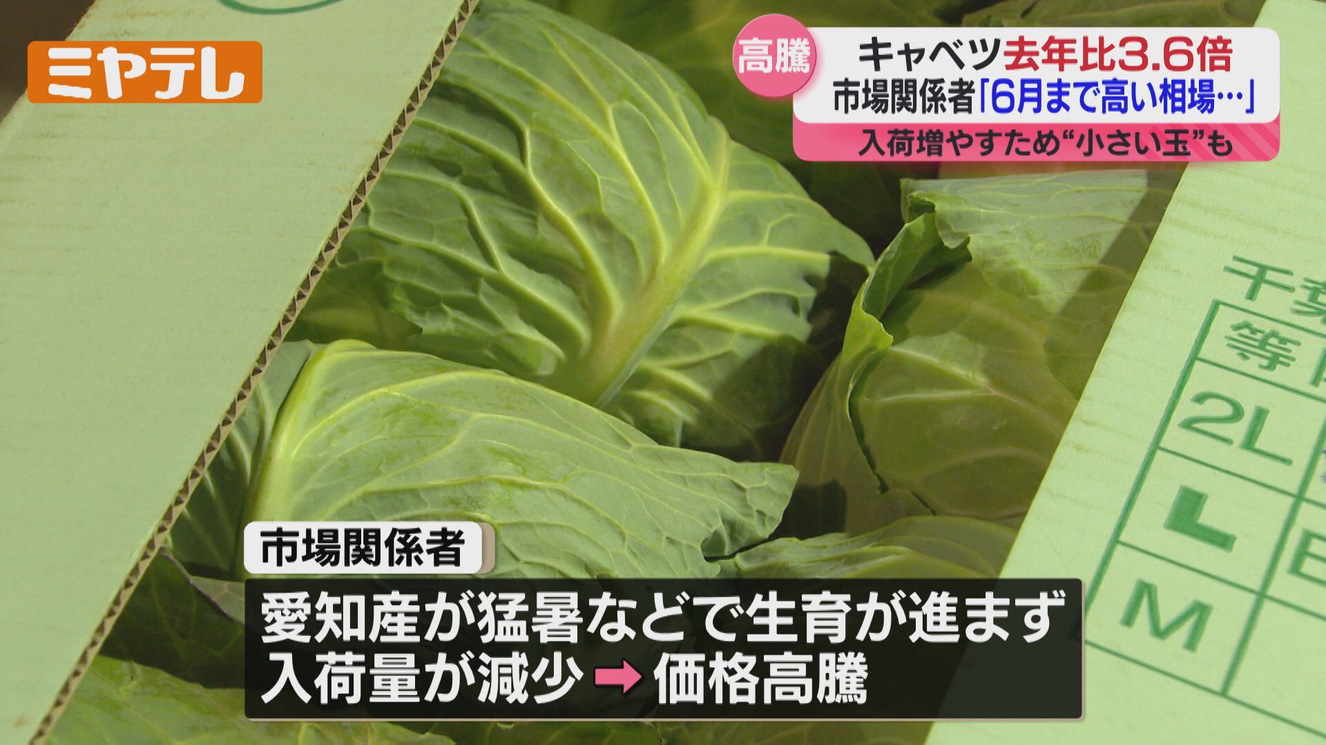 特集】去年の3.6倍！価格高騰『キャベツ』 ”高値は今年6月頃まで続く