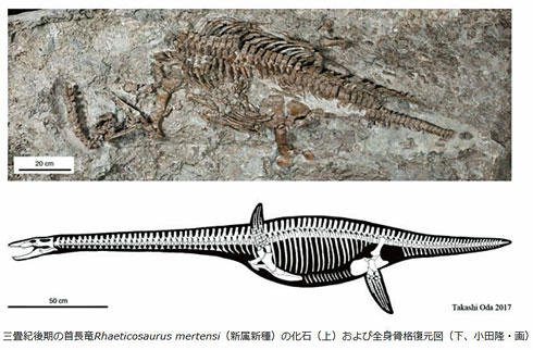 最古の首長竜、ドイツで発見 “大量絶滅”生き延びた可能性 - ITmedia NEWS