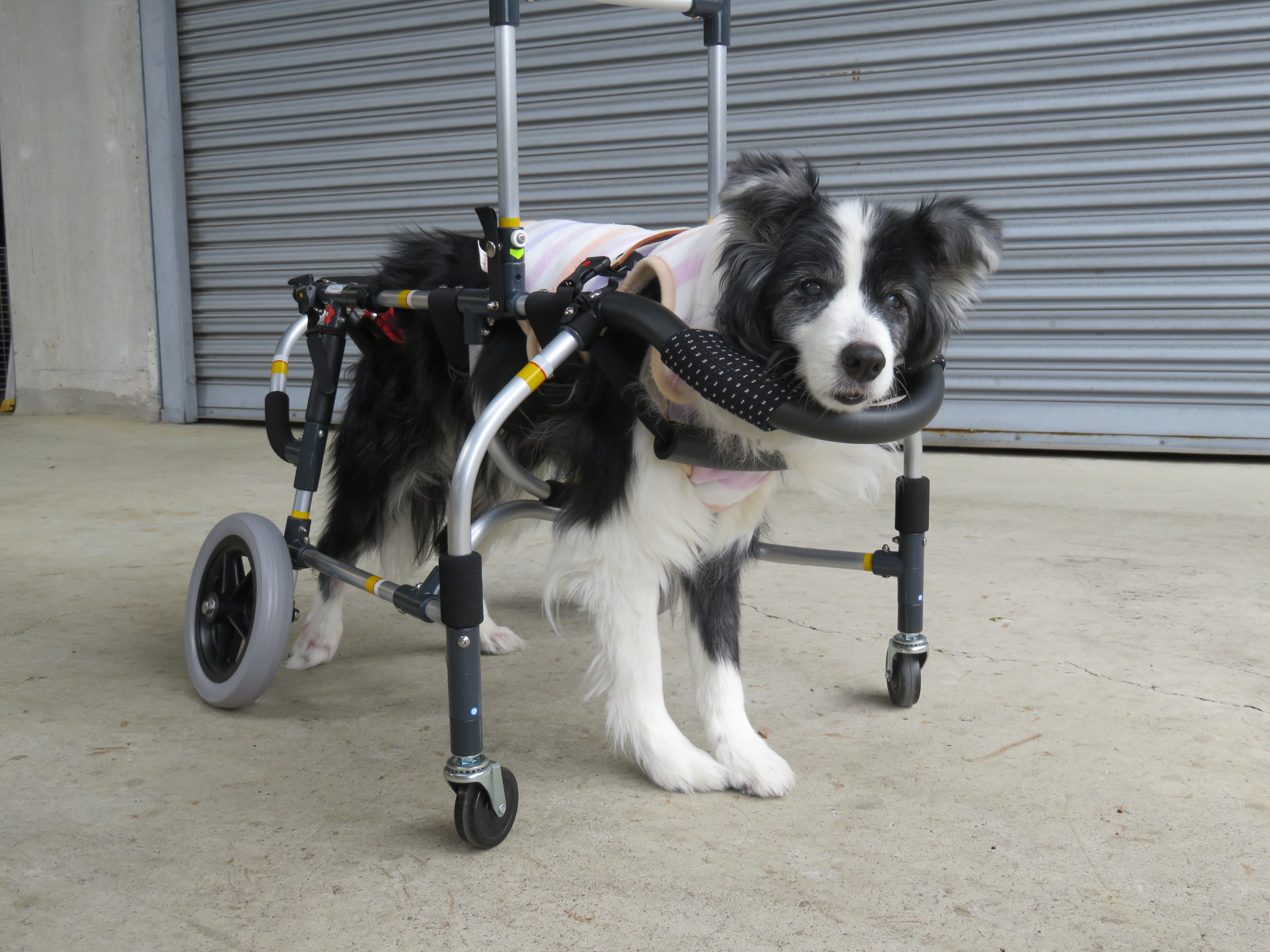 犬用車いす（ポチの車イス 四輪）中型犬（コーギー）用 犬用車椅子(