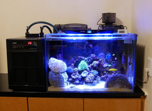 ライブロックサンゴ用レッドシー250-300xl用