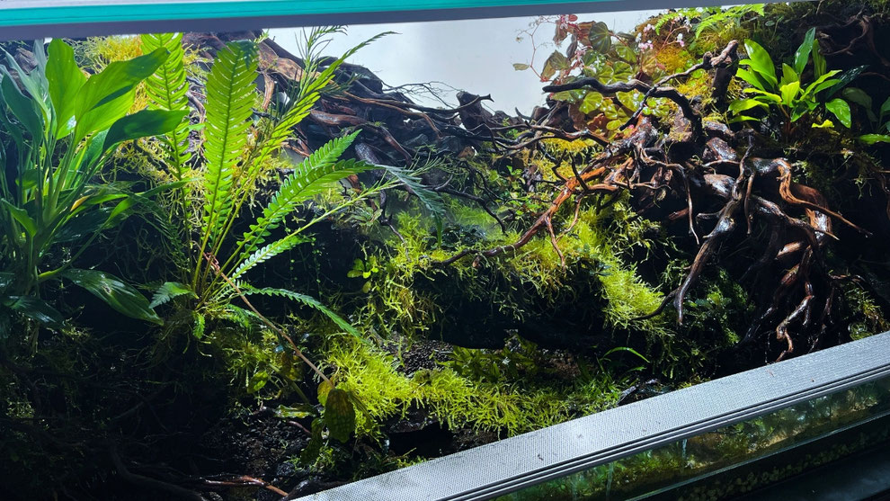 ADA ブランチウッド 流木 アクアリウム パルダリウム ビッグサイズ ADA