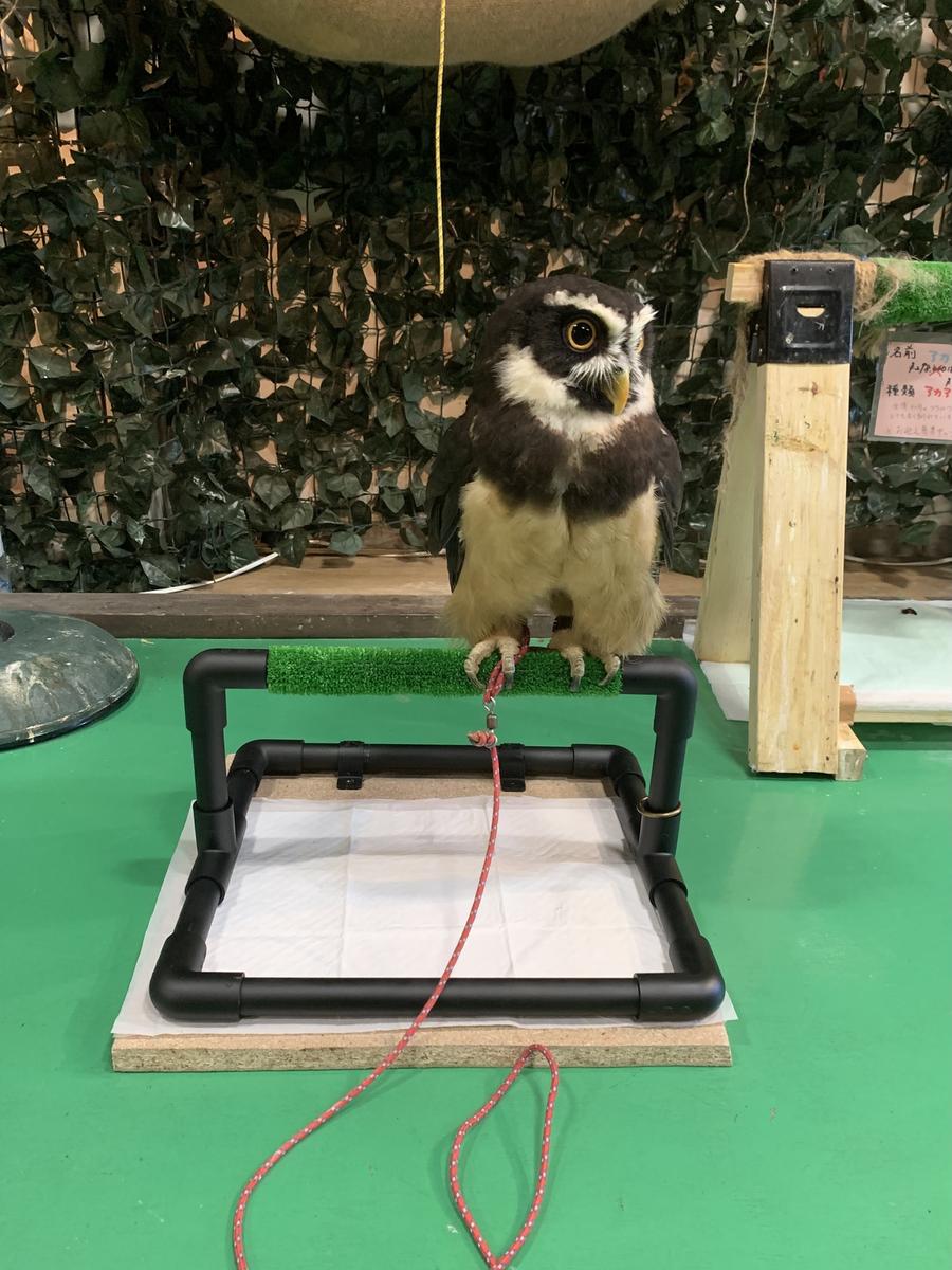 ボウパーチ B type Lサイズ 無塗装 猛禽工房 ふくろう 猛禽類 パーチ