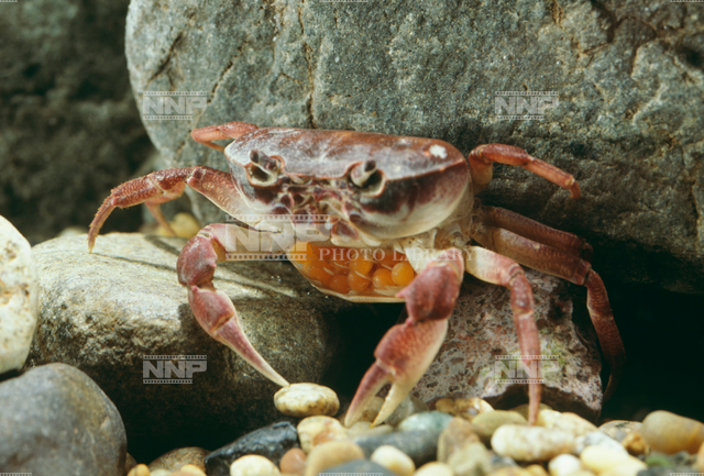 生物細密画「サワガニの子育て」 生物細密画「サワガニの子育て」