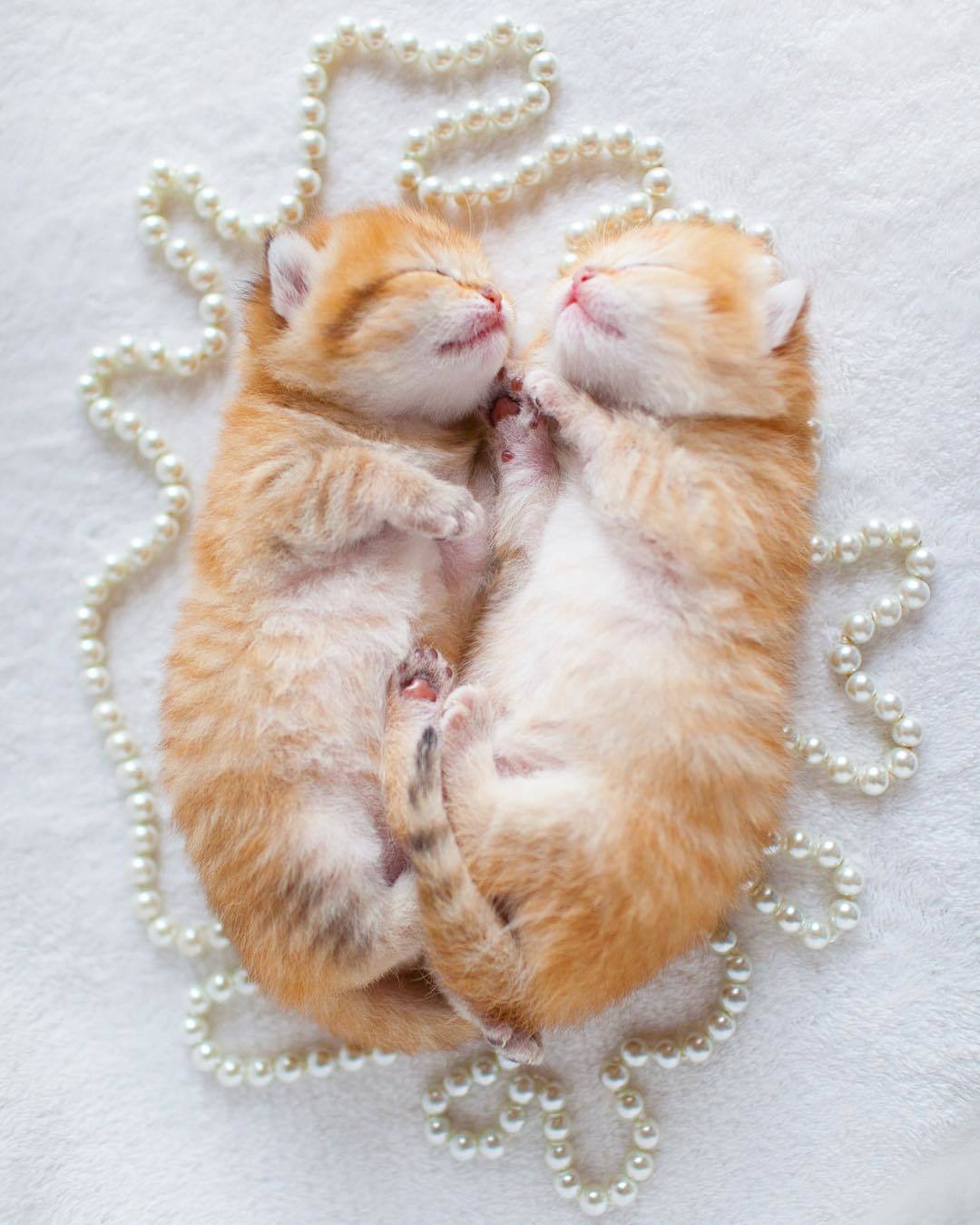 まるで天使♡】どんな時も離れない、なかよし双子の子猫ちゃんの可愛さ