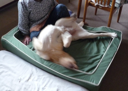 口コミ・レビュー｜スマートスクエアベッド・コットン｜ 犬用ベッド