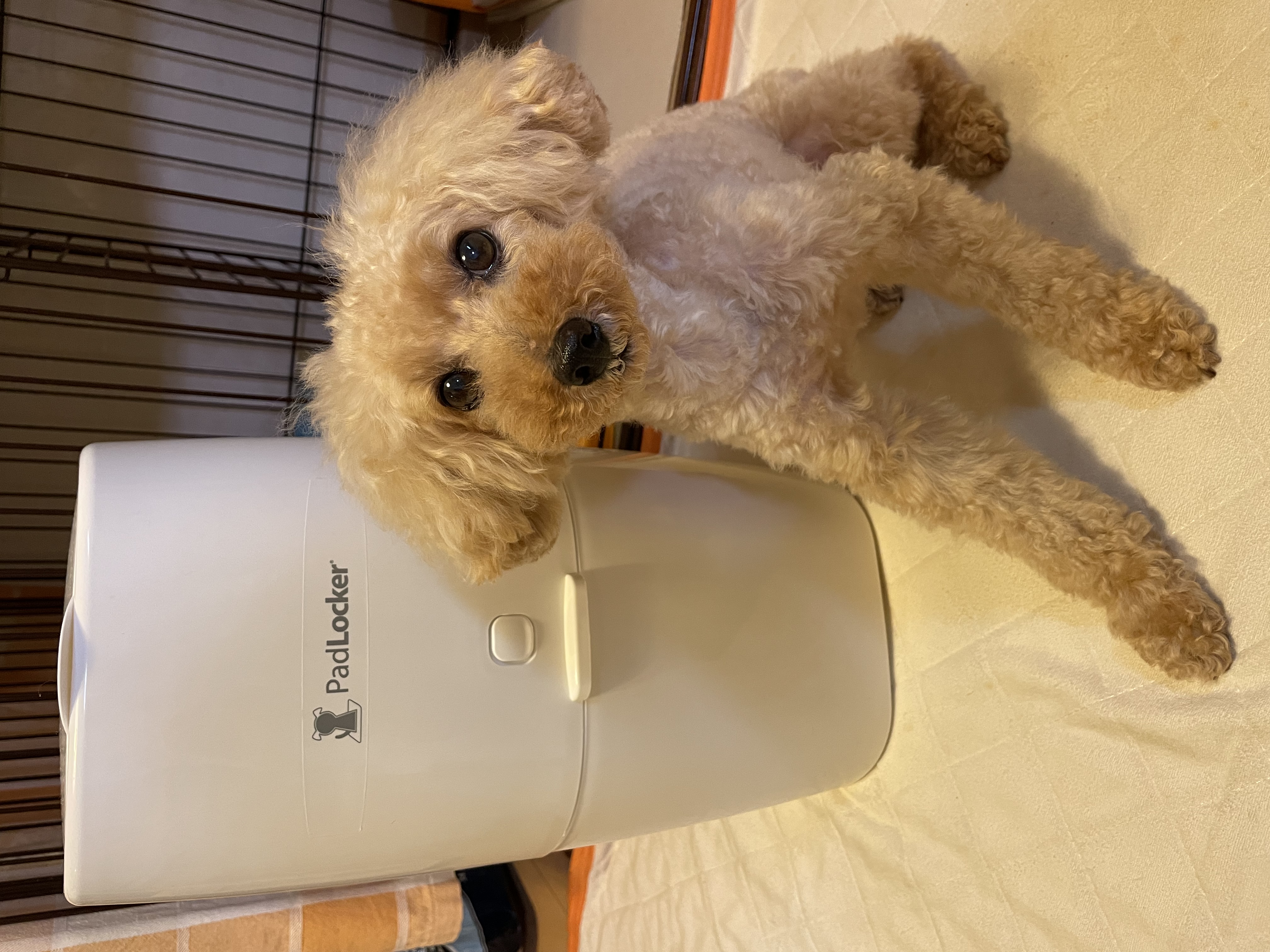 口コミ・レビュー｜パッドロッカー｜ 掃除用品・除菌・消臭剤｜ ペット