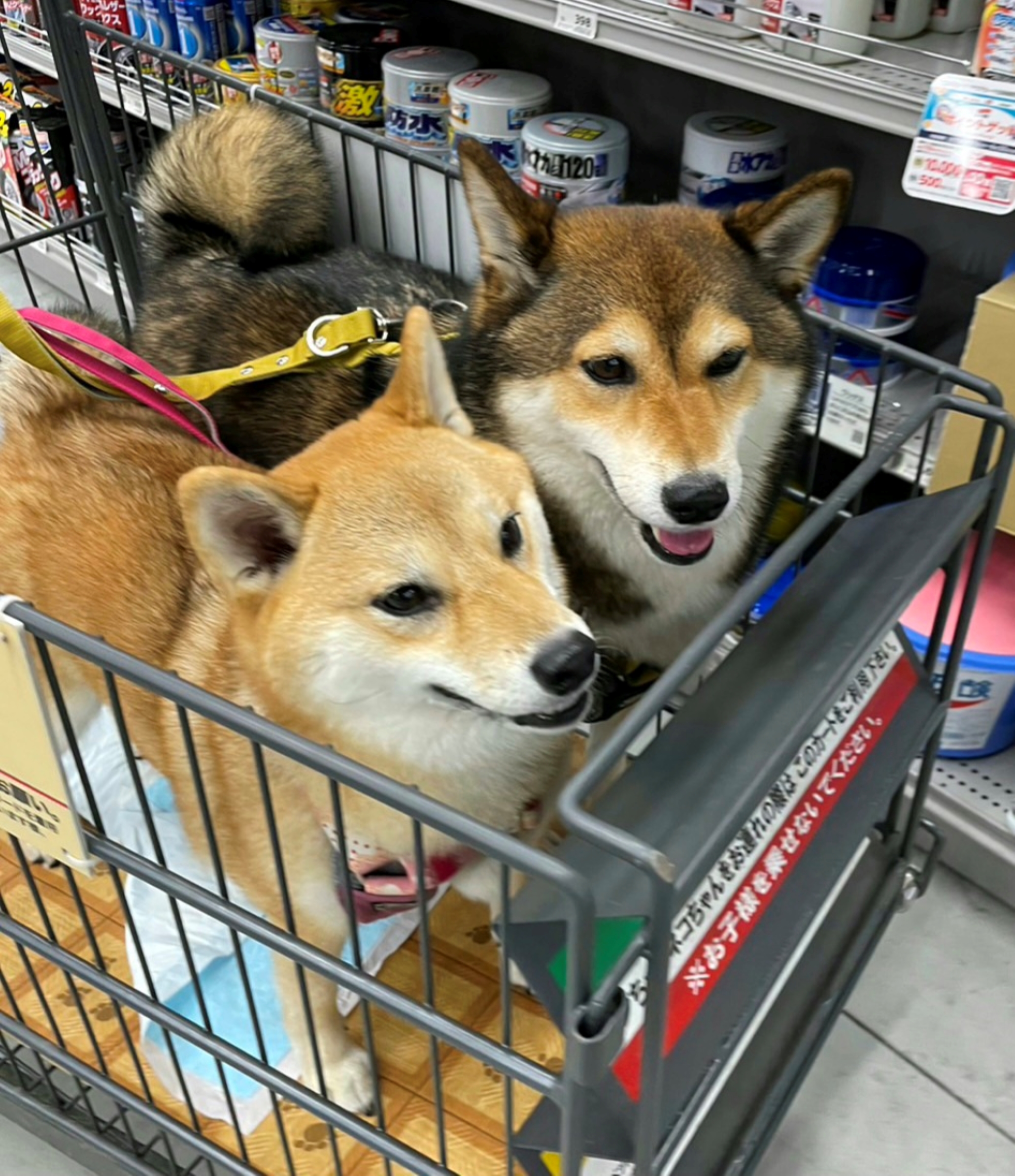 ロイヤルカナン 柴犬成犬用 16キロ いっち87プロフ必読！！専用